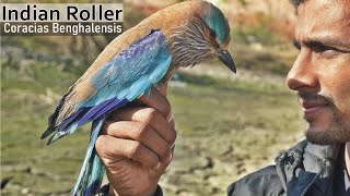 Indian Roller Bird |A-z Information