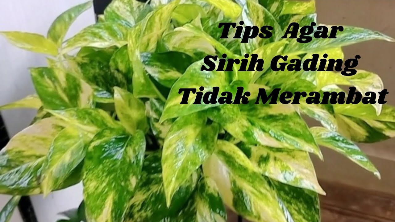 Cara Buat Sirih Gading Tidak Merambat | Cara Buat Sirih Gading Merimbun Pada Media Tanah