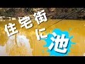住宅街の池で釣り！ が、しかし‥