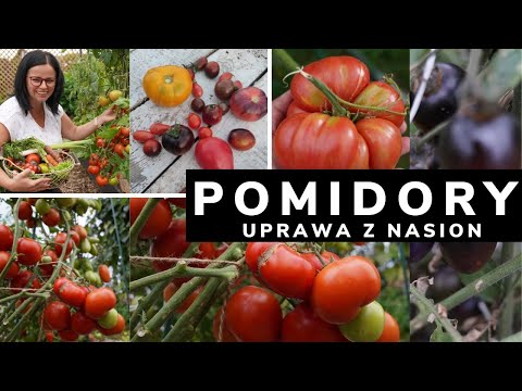 Video: Tomato Tlacolula: popis, fotografie, recenze