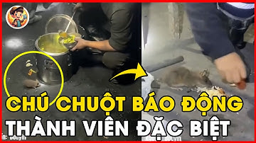 😲 KINH NGẠC! Chú Chuột Nhỏ Trong Hầm Mỏ Lại Là Còi Báo Động Sống Cứu Mạng Công Nhân ⛏️🐭 #đờisống