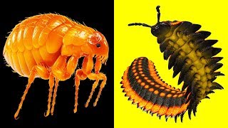 Böcekler 300 Milyon Önce Böyle Görünüyorlardı