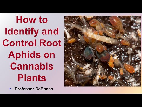 How to Identify and Control Root Aphids on Cannabis Plants