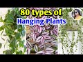 Top 80 Plants for Hanging Baskets || Hanging Plants for Indoor & Outdoor || Plants Identification
