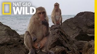 The Life of a Seaside Monkey | Wild Thailand