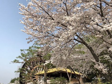 【2018 Mar.韓國賞櫻之旅】Korea--Part 3 (慶州 & 釜山)