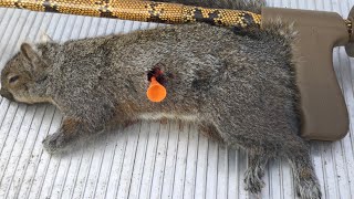 Hunting squirrel with viper blowgun