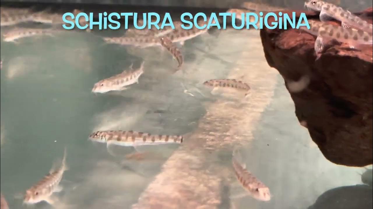 Schistura scaturigina YouTube