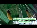 Raising Monarchs Part 4 - The Chrysalis (How To Care For Monarch Butterfly Chrysalides)