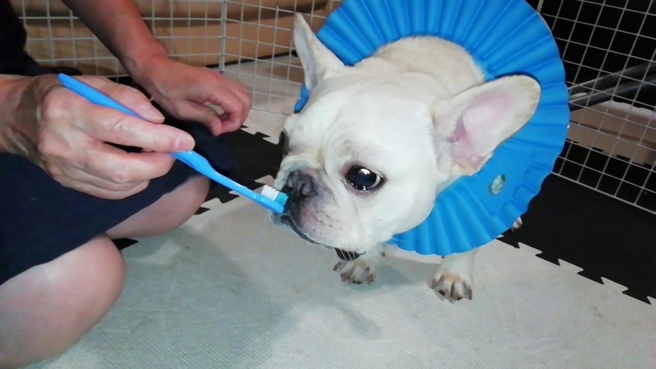 歯を磨こう！Brush your teeth now! ポメラニアン&フレンチブルドッグ Pomeranian & French