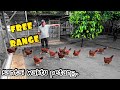  ternak ayam separa lepas bebas projek santai di kampung