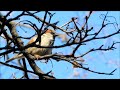 Psalm 91 Chinese Language -Natural Bird Songs-