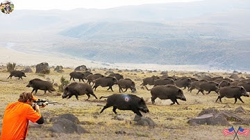 🔴AMAZING! A Massive Wild Boar Swap Appears on Farm - Farmers Fight It Out in a Dramatic Battle