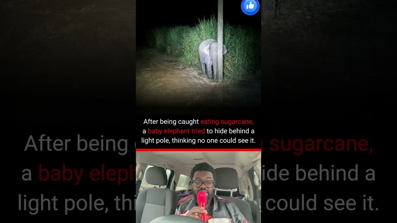 Этот слон думал, что он невидим 😳🐘