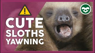 Baby Sloths 🦥 Yawn Compilation