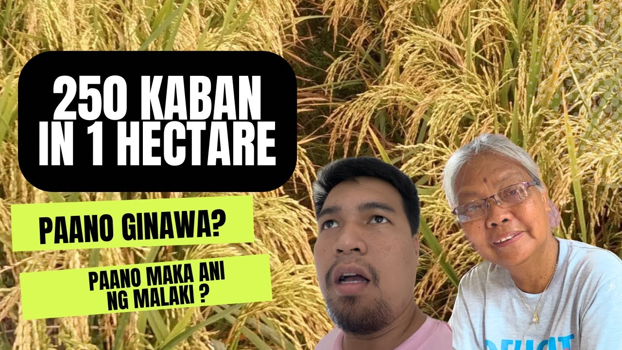 UMANI NG 250 KABAN SA 1 HECTARE ( PAANO NANGYARI? )