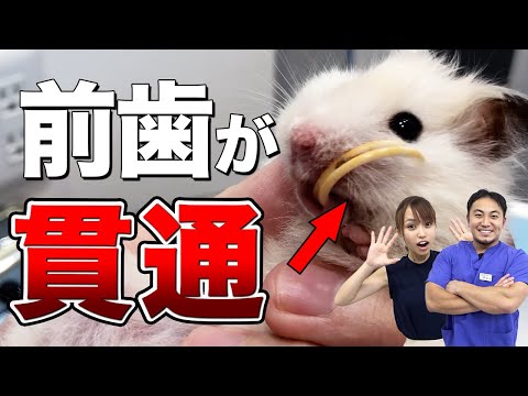 ハムスターの歯の病気を予防する3つの習慣