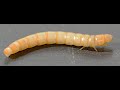 Mealworms
