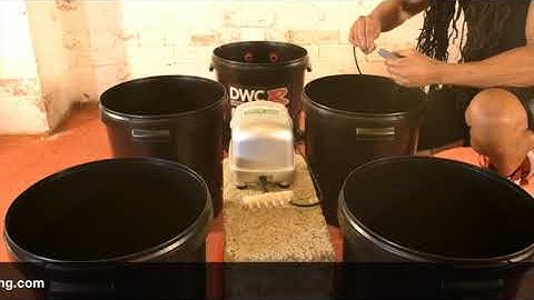 Basement Lighting DWCR PRO FLOW Hydroponics Bubble Pot System Set up
