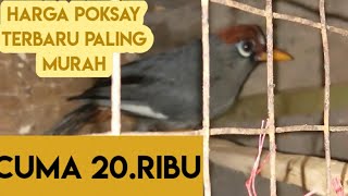 Harga burung Poksay Mandarin paling murah cuma 20.ribu