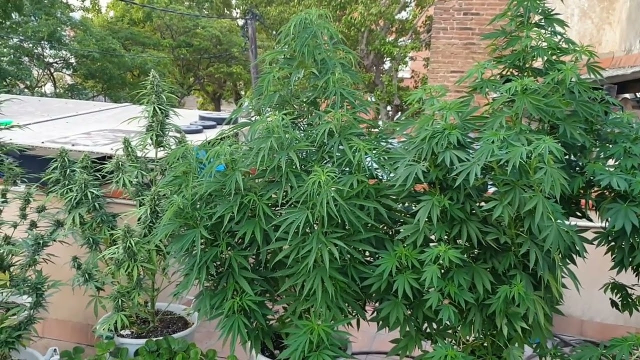 Харв Peyote Critical Barneys Farm 16 мая - 27 сентября от Мария Любит Хуана 