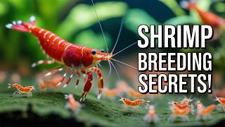 How to Breed Cherry Shrimp Like a Pro