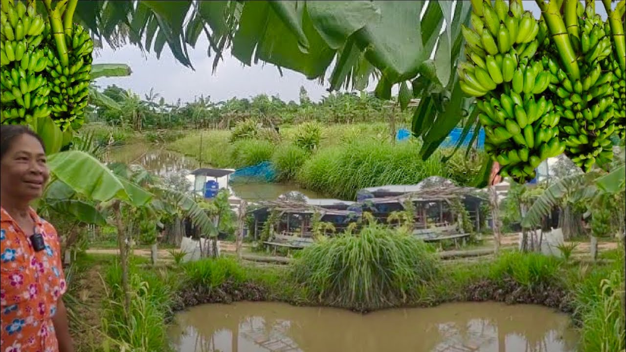 กำเงิน 30,000บาท ขุดโคกหนองนา บนพื้นที่ 2ไร่ มีกิน ปลูกผสมผสานทุกอย่าง เหลือกินขาย สุขใจ ไม่มีอด