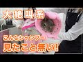 【Pちゃん】大絶叫！みーちゃん先生以外にこの子を洗える人はいるのでしょうか？【マンチカン】