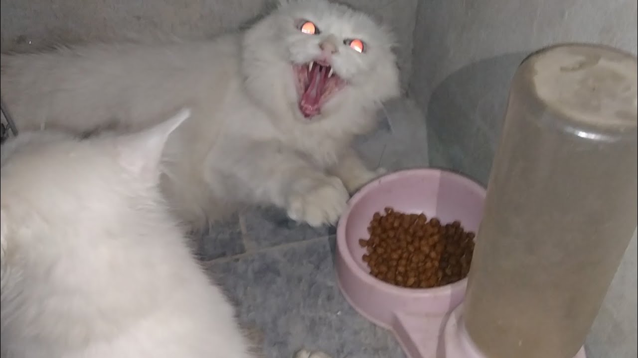 Mother Cat Rejects Her Kitten And Bonds With Stray | Aggression Towards Humans and Cat Psychology