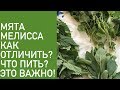 ОТЛИЧИЕ МЯТЫ ОТ МЕЛИССЫ .