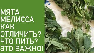 ОТЛИЧИЕ МЯТЫ ОТ МЕЛИССЫ .