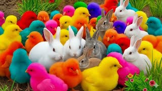 Colorful Baby Chicks Daily Life In Hidden Place Cute Baby Chick Small Color Life Part 100