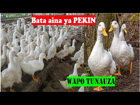 Video: Bata wa peking hutengenezwaje?