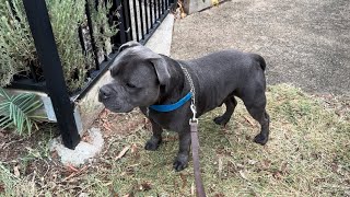 BLUE/BLACK STAFFIES JAKE AND JOY VISIT GRANDMA