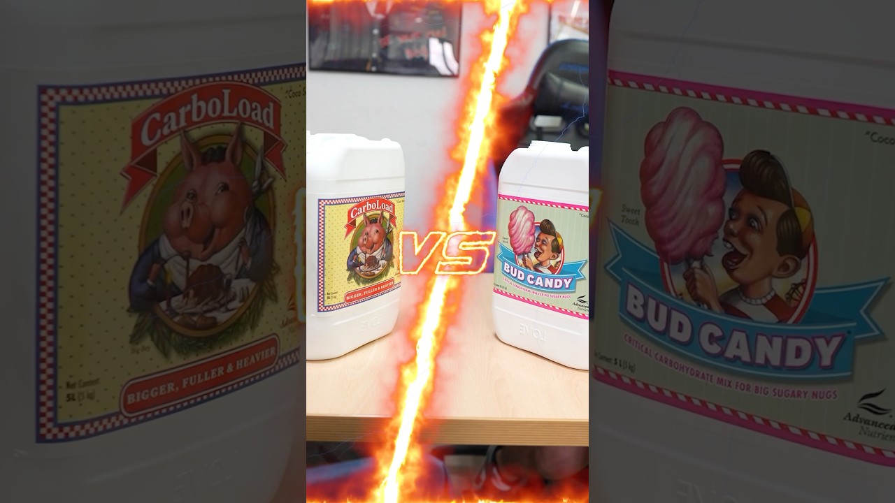 Bud Candy vs. Carbo Load 🤝🏼 