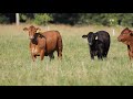 2020 Beefmaster Feature on The American Rancher