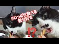 【豪快】にゃん太郎に焼かつおをあげたら凄かった【早食い猫】