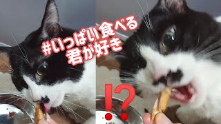 【豪快】にゃん太郎に焼かつおをあげたら凄かった【早食い猫】