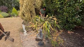 MESSY Phormium has to Go! (How are your Shrubs Coping!)