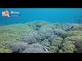 Manado bay coral reefs  murex dive resorts