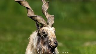 Facts About the Markhor | The Wild Goat of the Mountains