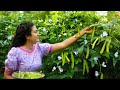 From the home garden to lunch tablewinged bean special poorna  the nature girl