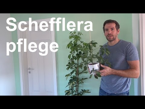 Video: Schefflera-Zimmerpflanzen trimmen – Wie man eine Schefflera-Pflanze beschneidet
