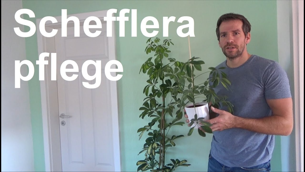 Schefflera pflegen Standort Gieen Dngen vermehren Tipps Strahlenaralien