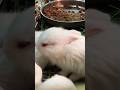 what a beautiful 😍, cute pets, #pets #beautiful #rabbit