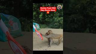 Celebrity Monkey Prank With Fake Electic Shock 😂 #ytshorts #shorts #monkeyprank #monkeyfunnyvideo Net Worth