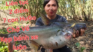 Bị lấy hết cá. Trúng lại khủng khiếp, bầy HuGo Ben cần liên tục  | Săn bắt SÓC TRĂNG |