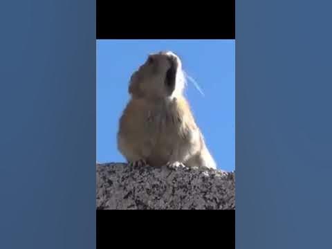 Сань Сань Саня Санёёёёк - YouTube