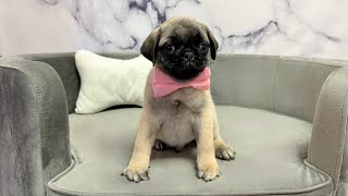 Pug (M) at Furry Babies Portage!