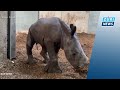 Seltener Nachwuchs: Breitmaulnashorn im Zoo Zürich geboren